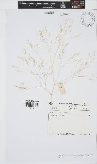 Agrostis eriantha image