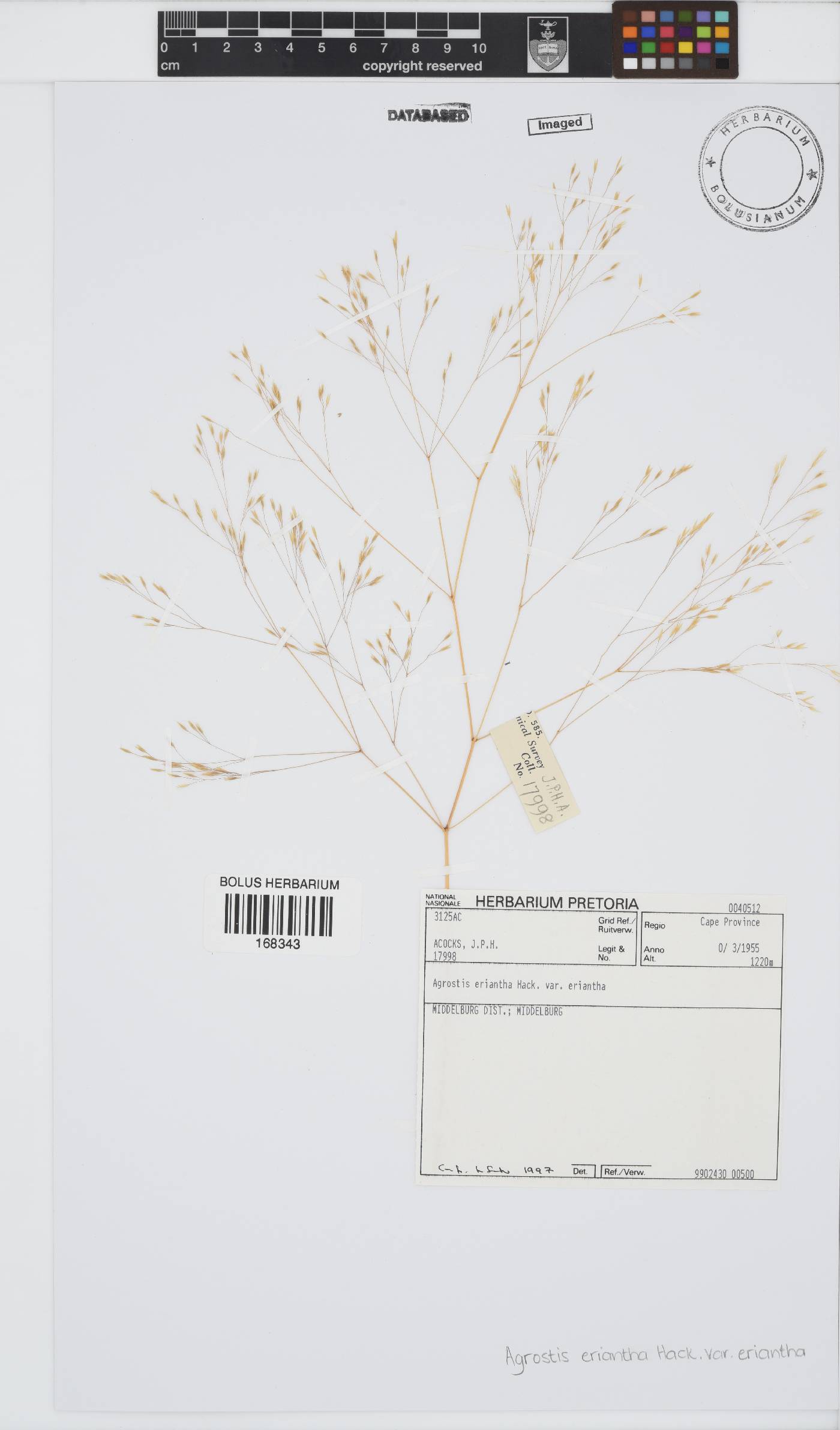 Agrostis eriantha var. eriantha image