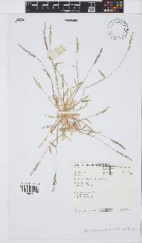 Brachiaria eruciformis image