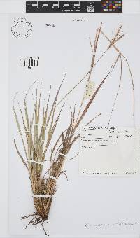 Diheteropogon amplectens image