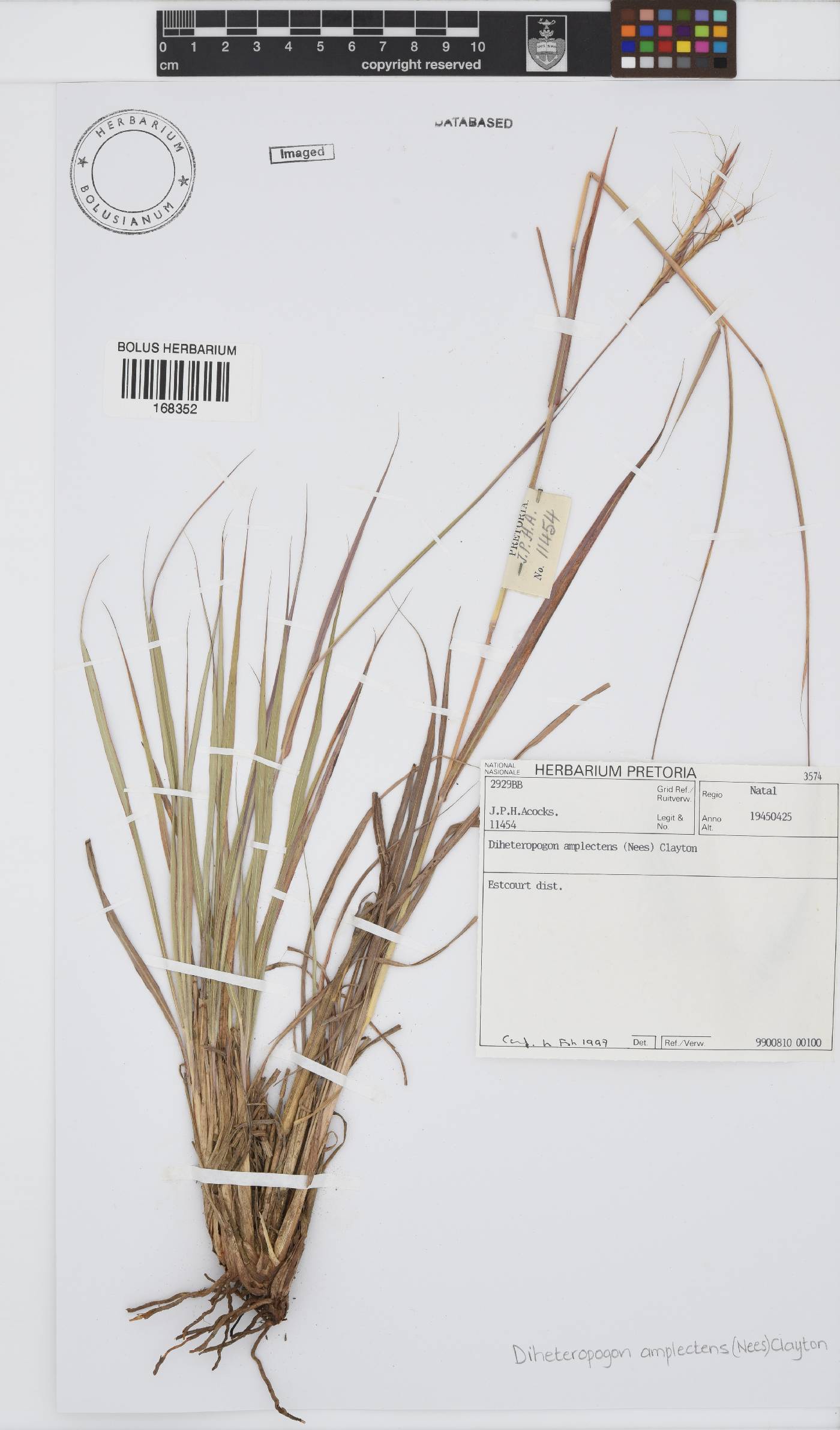 Diheteropogon amplectens image