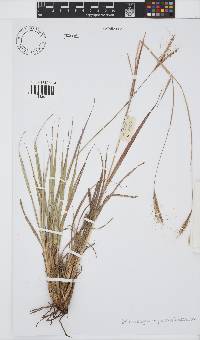 Diheteropogon amplectens image