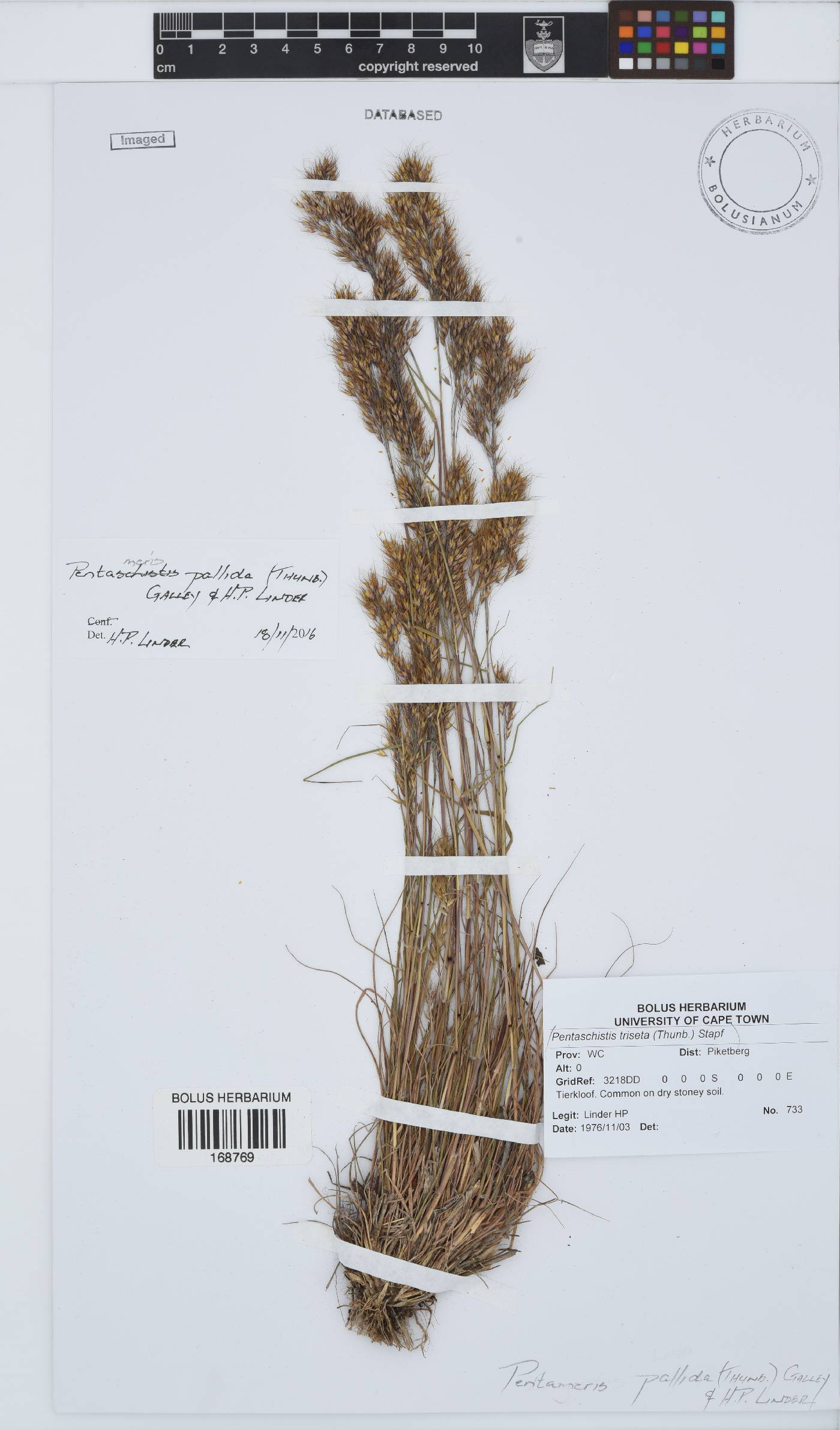 Pentameris pallida image