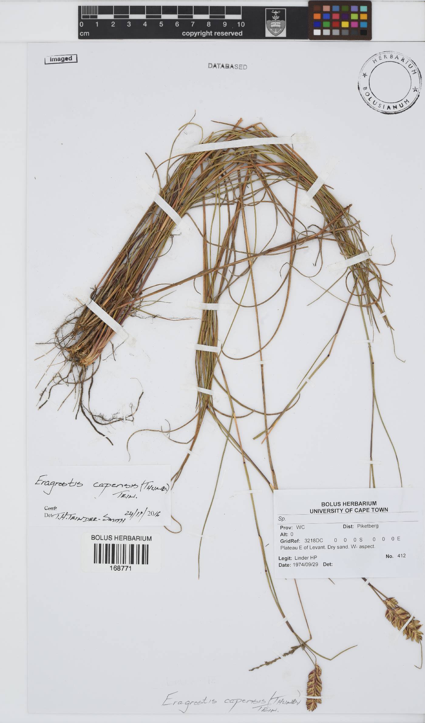 Eragrostis capensis image