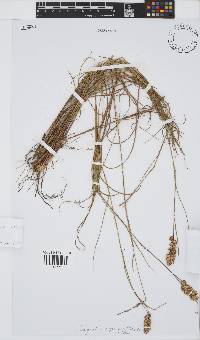 Eragrostis capensis image