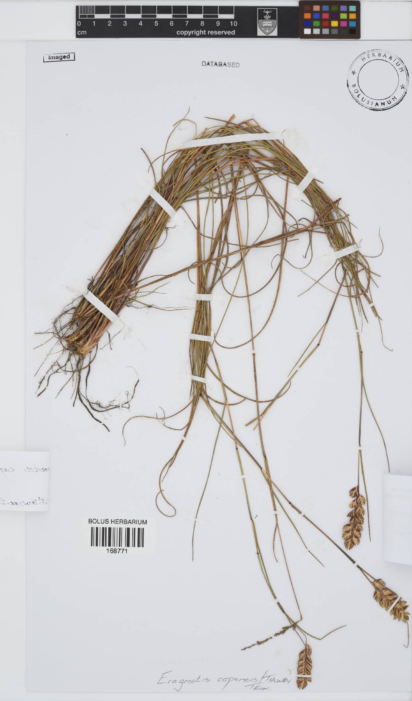 Eragrostis capensis image