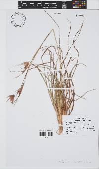 Themeda triandra image