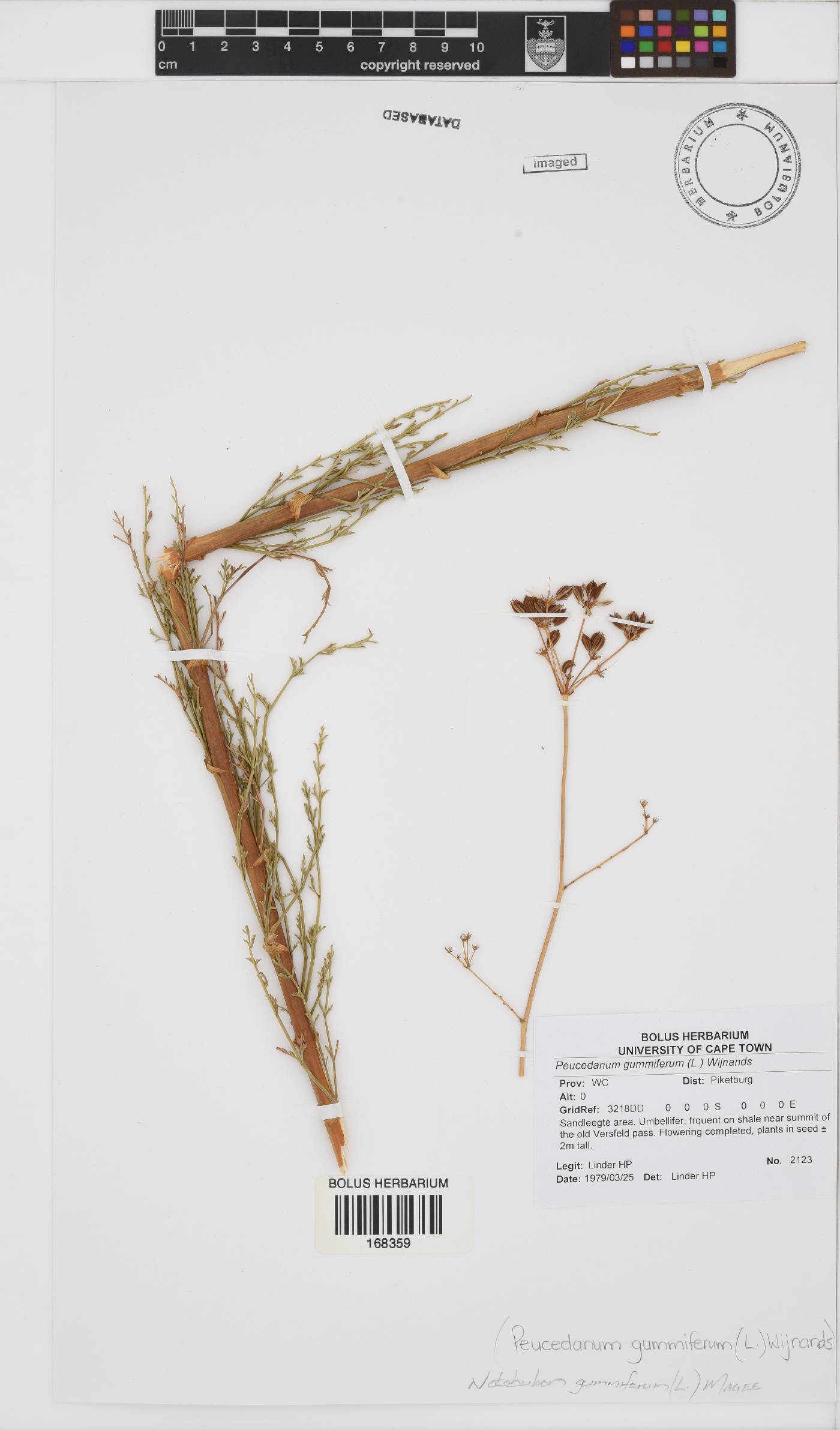 Notobubon gummiferum image