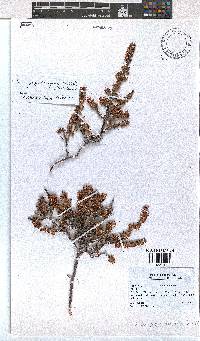 Erica piquetbergensis image