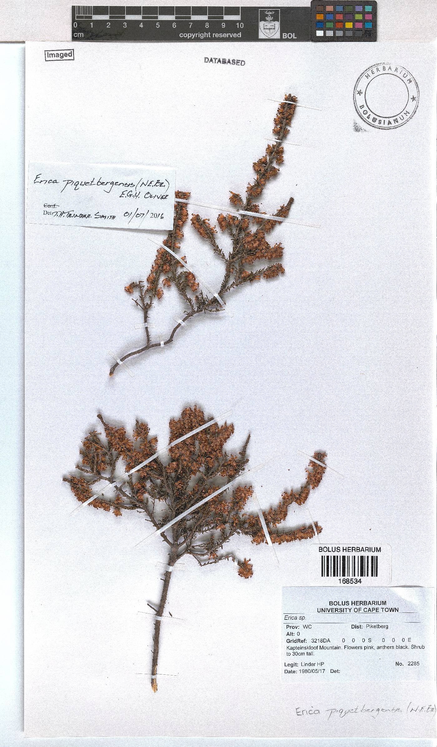 Erica piquetbergensis image