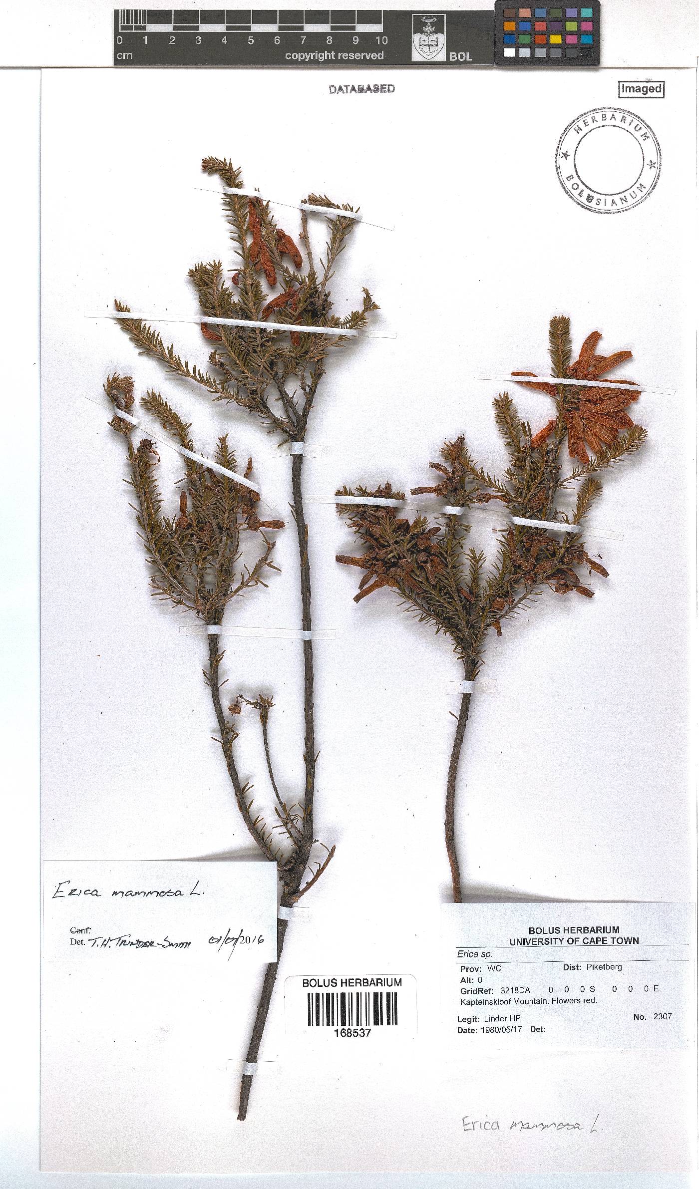 Erica mammosa image