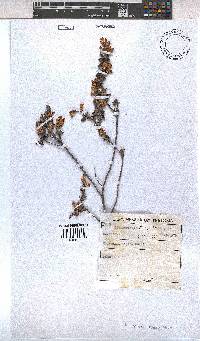 Hermannia aspera image
