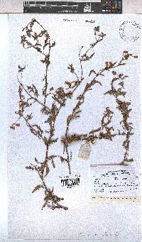 Hermannia diffusa image