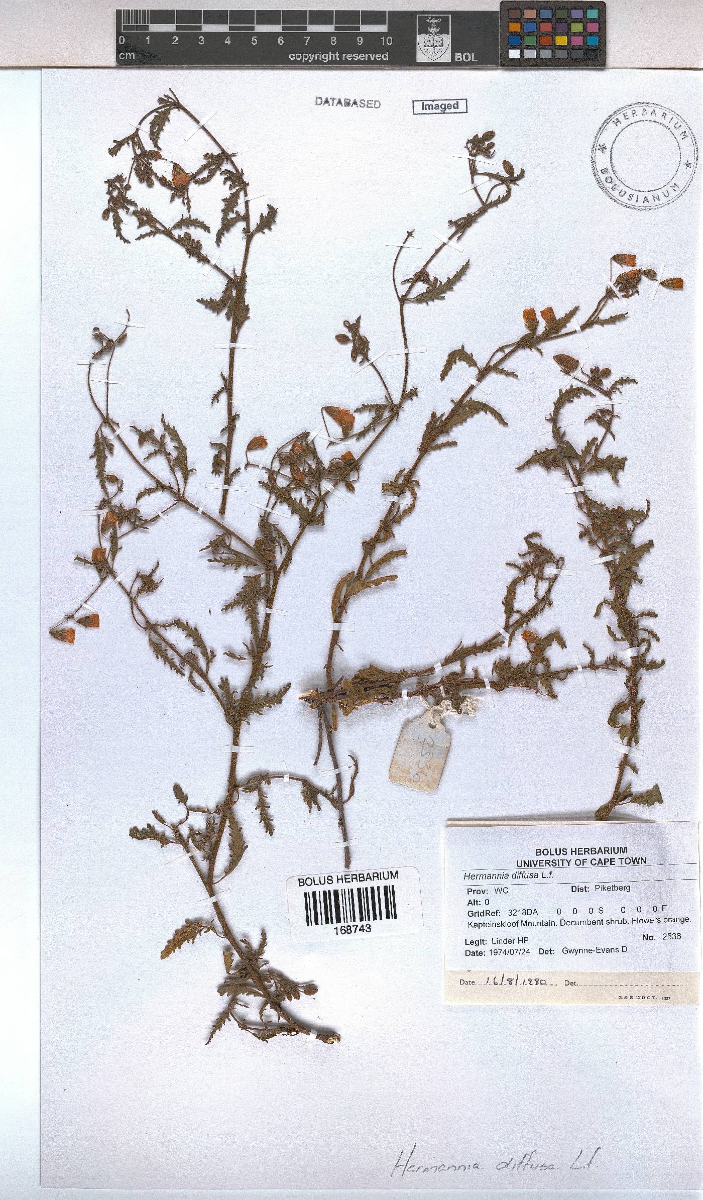 Hermannia diffusa image