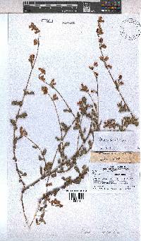 Hermannia scabra image