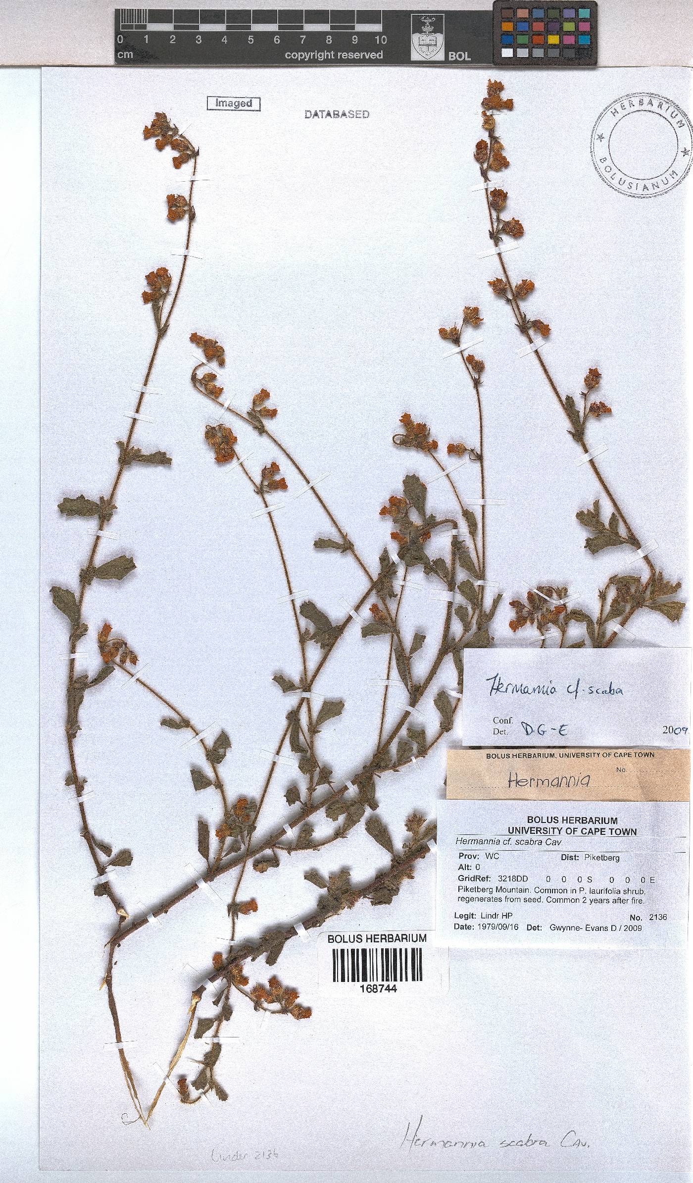 Hermannia scabra image