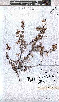 Hermannia cuneifolia image