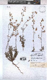 Hermannia confusa image