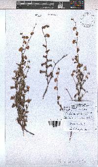 Hermannia scabra image