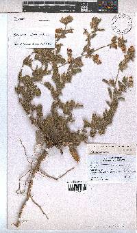 Hermannia althaeifolia image