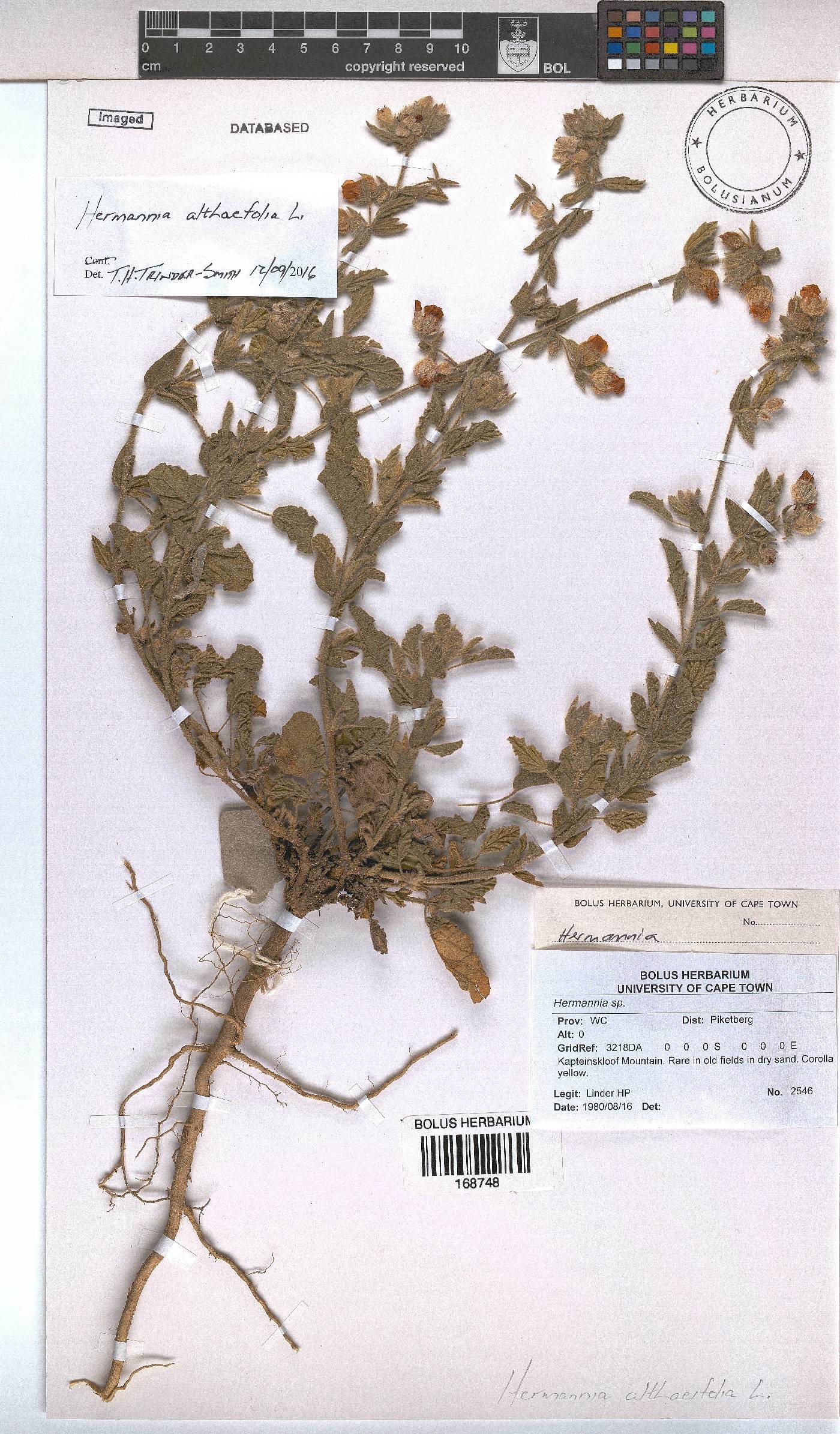 Hermannia althaeifolia image
