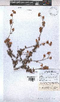 Hermannia scabra image