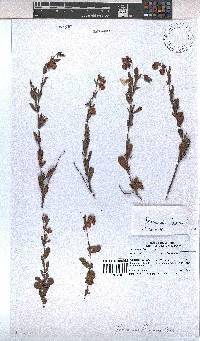Hermannia flammea image
