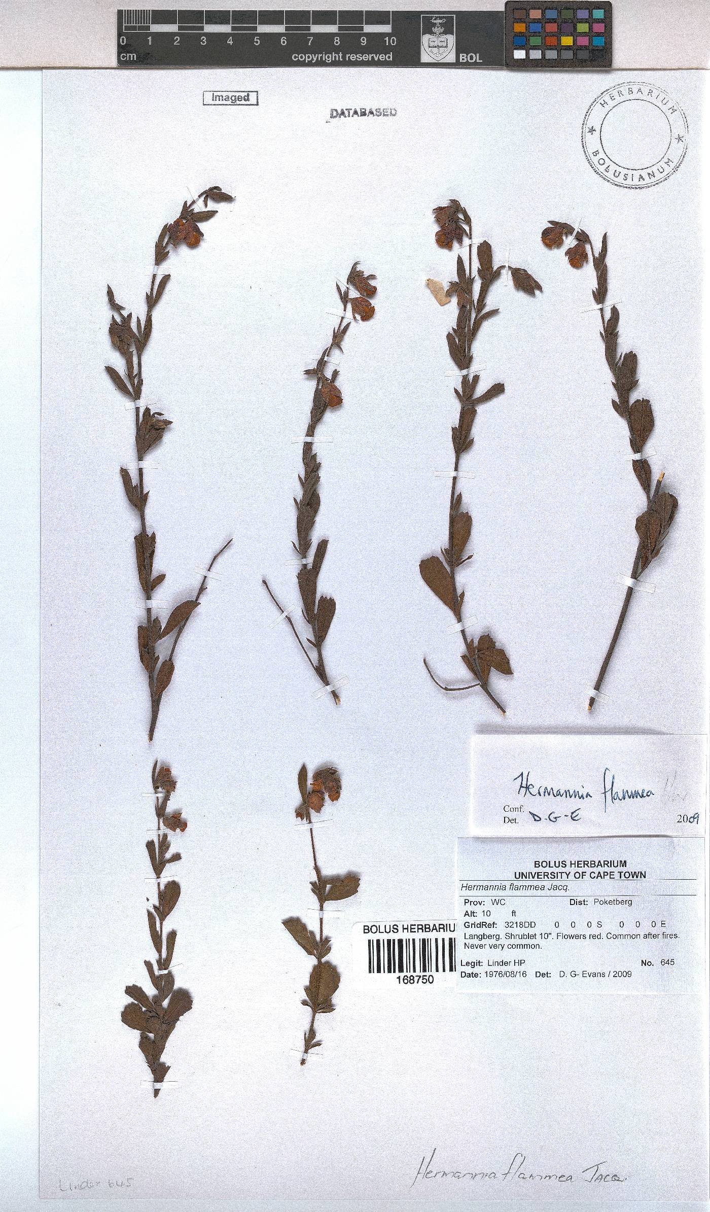 Hermannia flammea image