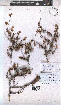 Hermannia scabra image