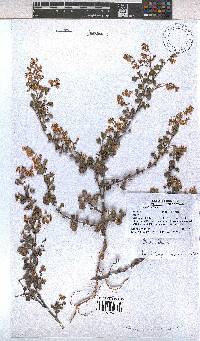 Hermannia althaeifolia image