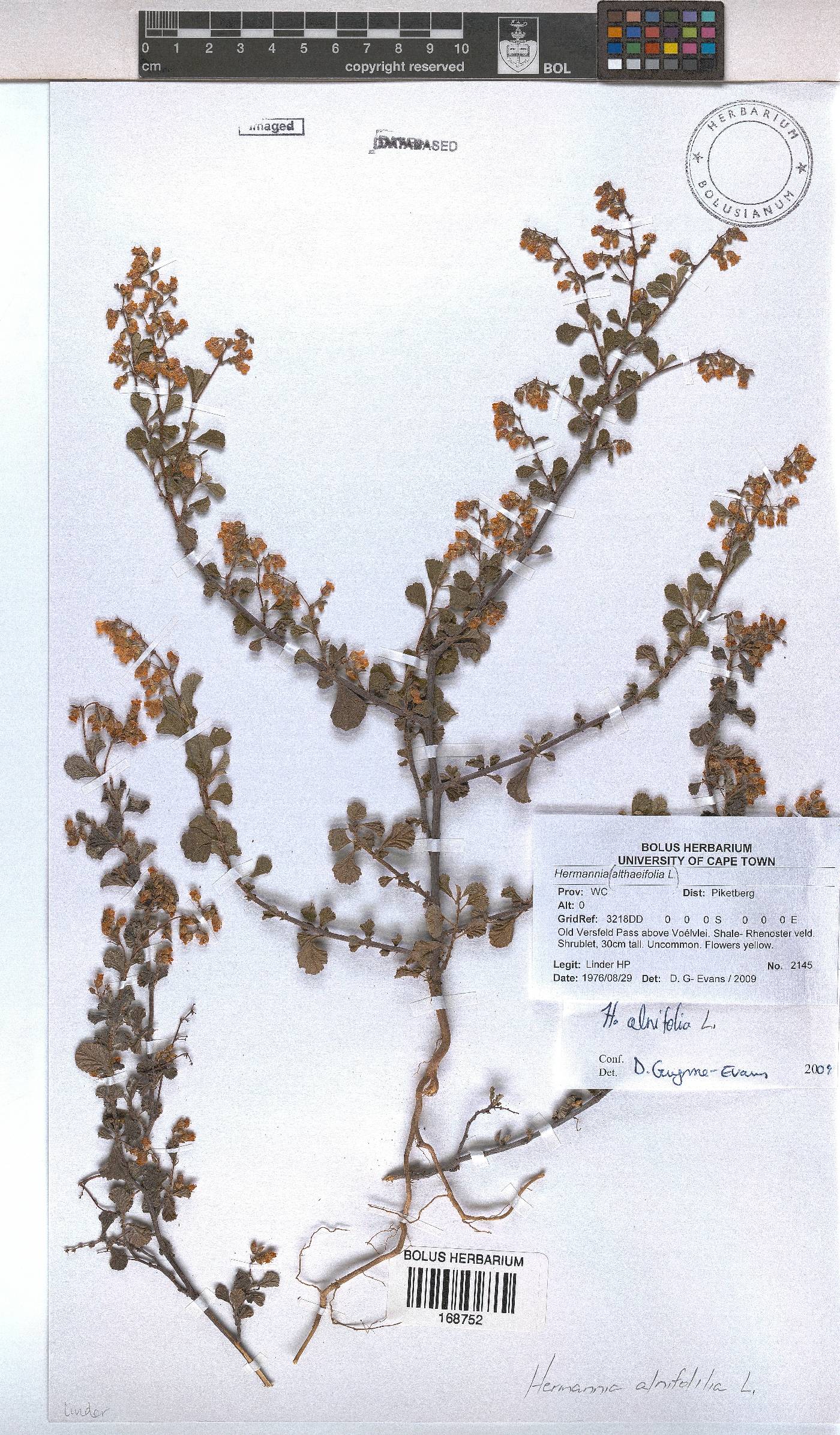Hermannia althaeifolia image