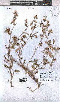Hermannia althaeifolia image