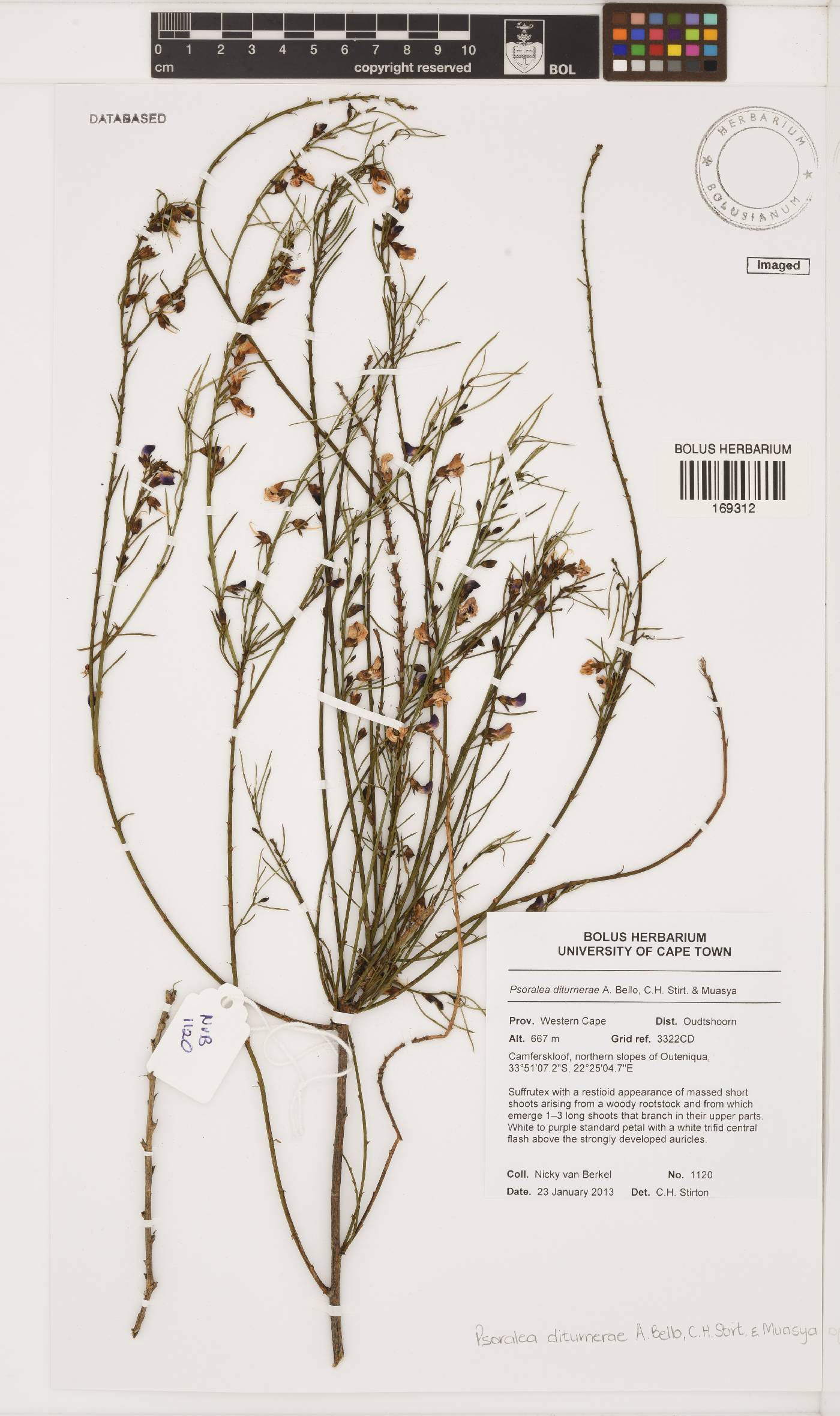 Psoralea diturnerae image