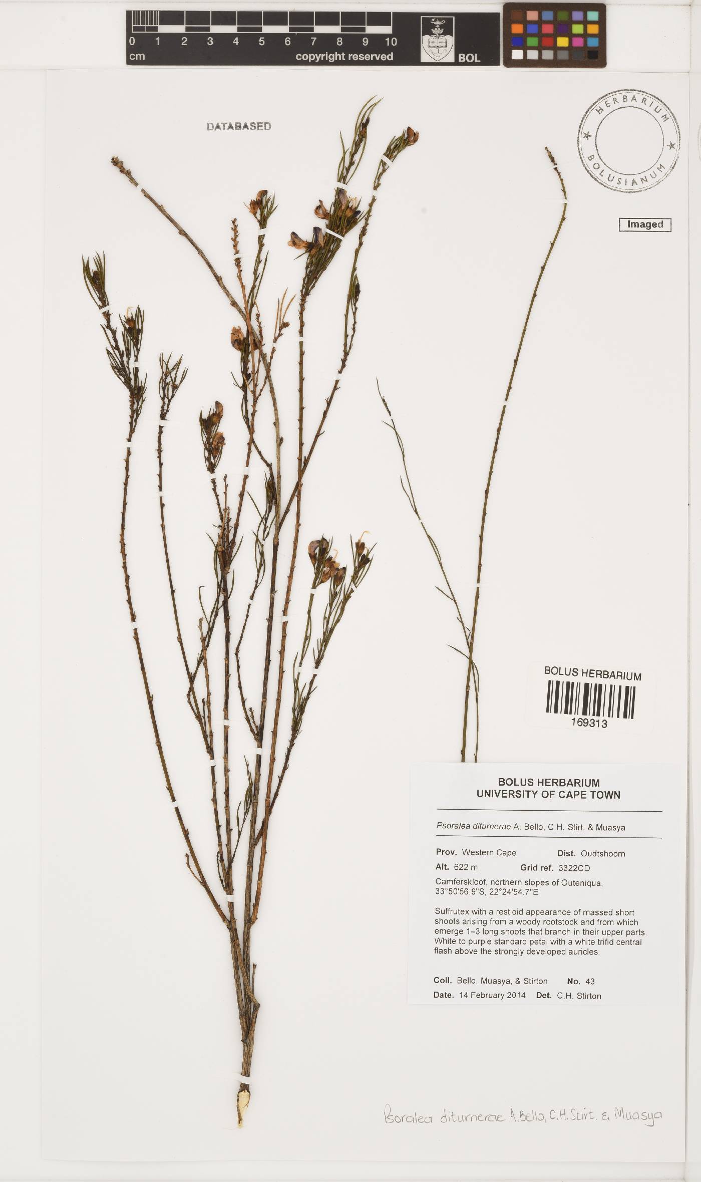 Psoralea diturnerae image