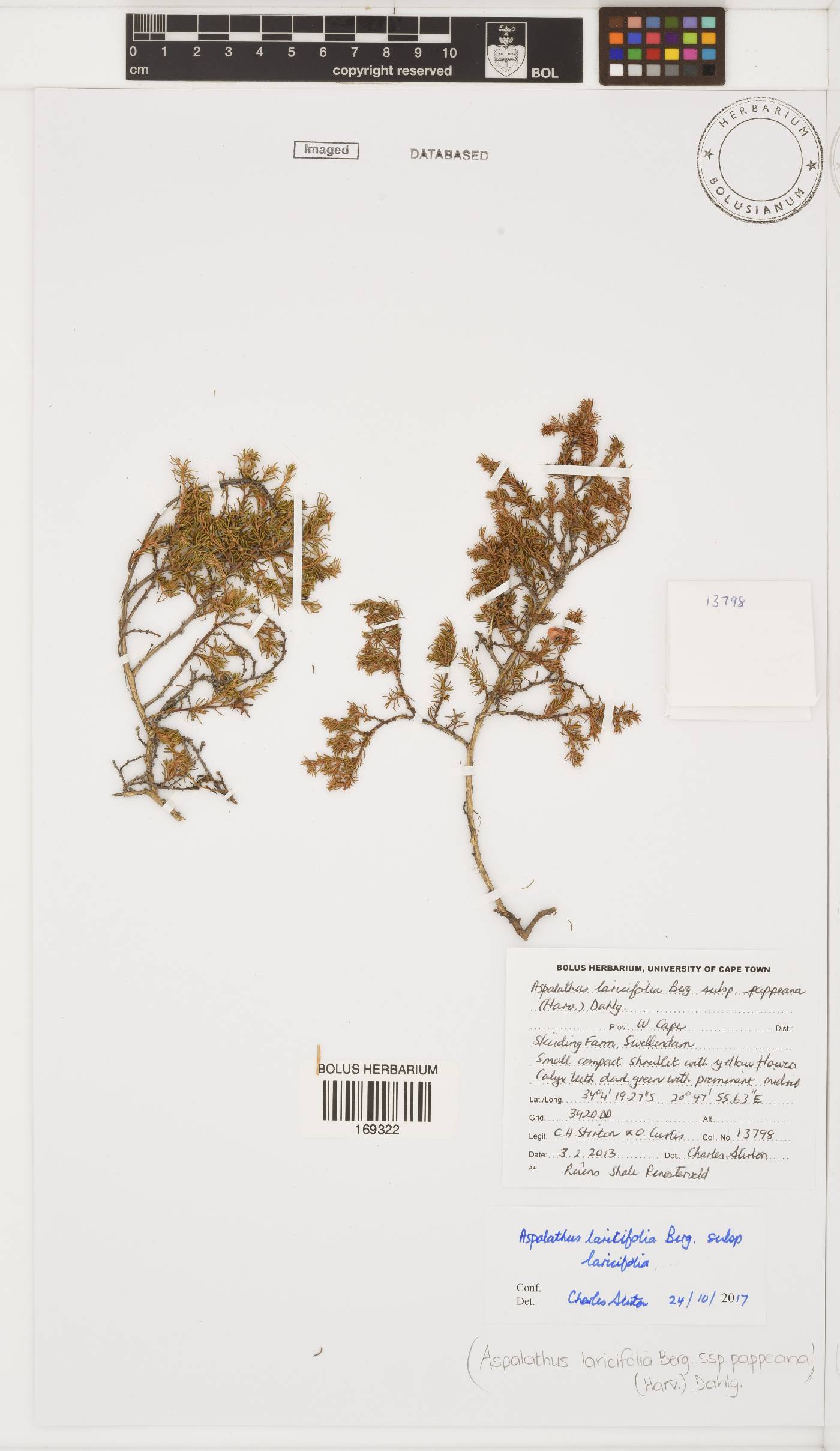Aspalathus laricifolia subsp. laricifolia image