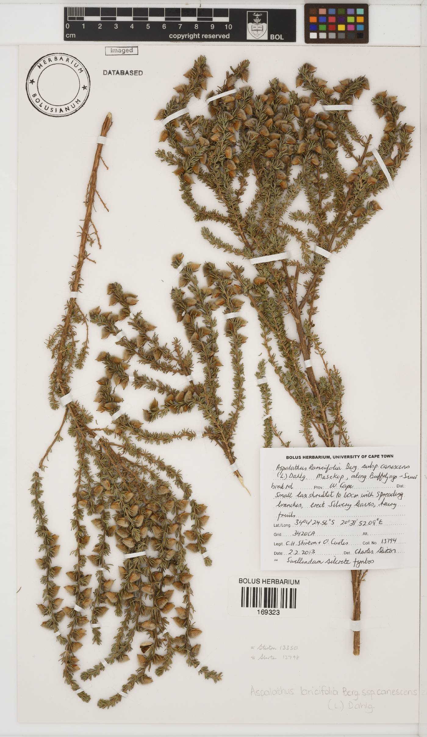 Aspalathus laricifolia subsp. canescens image