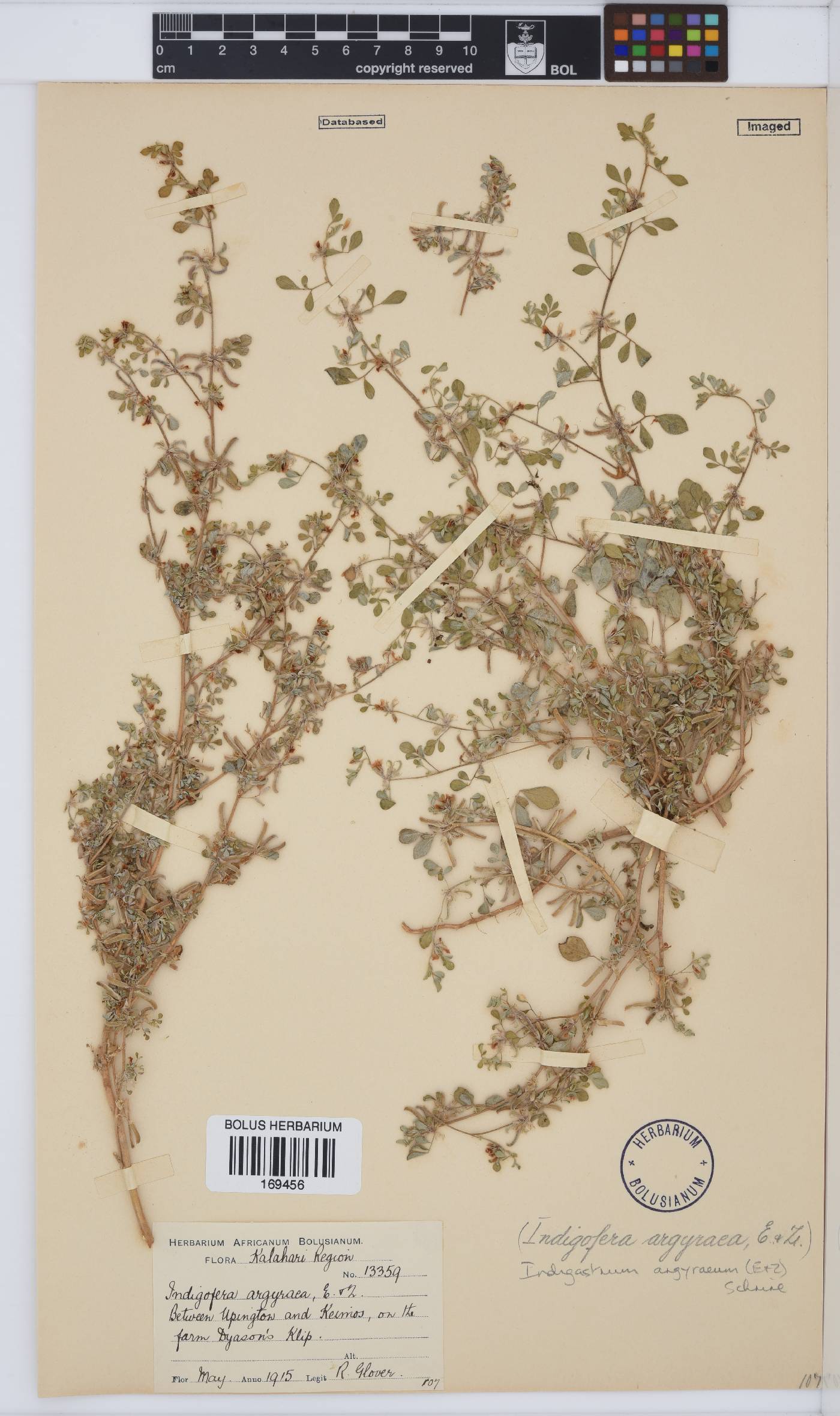 Indigastrum niveum image