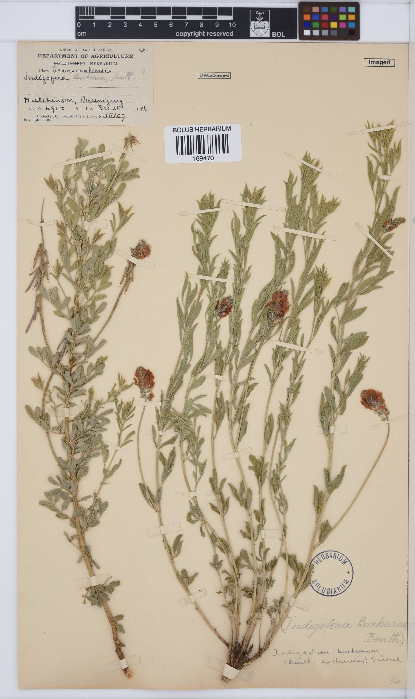 Indigastrum burkeanum image