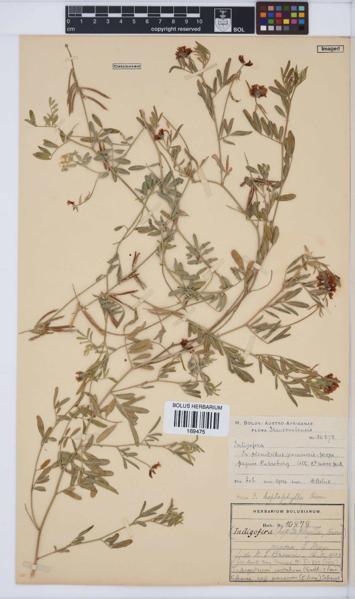 Indigastrum costatum subsp. macrum image