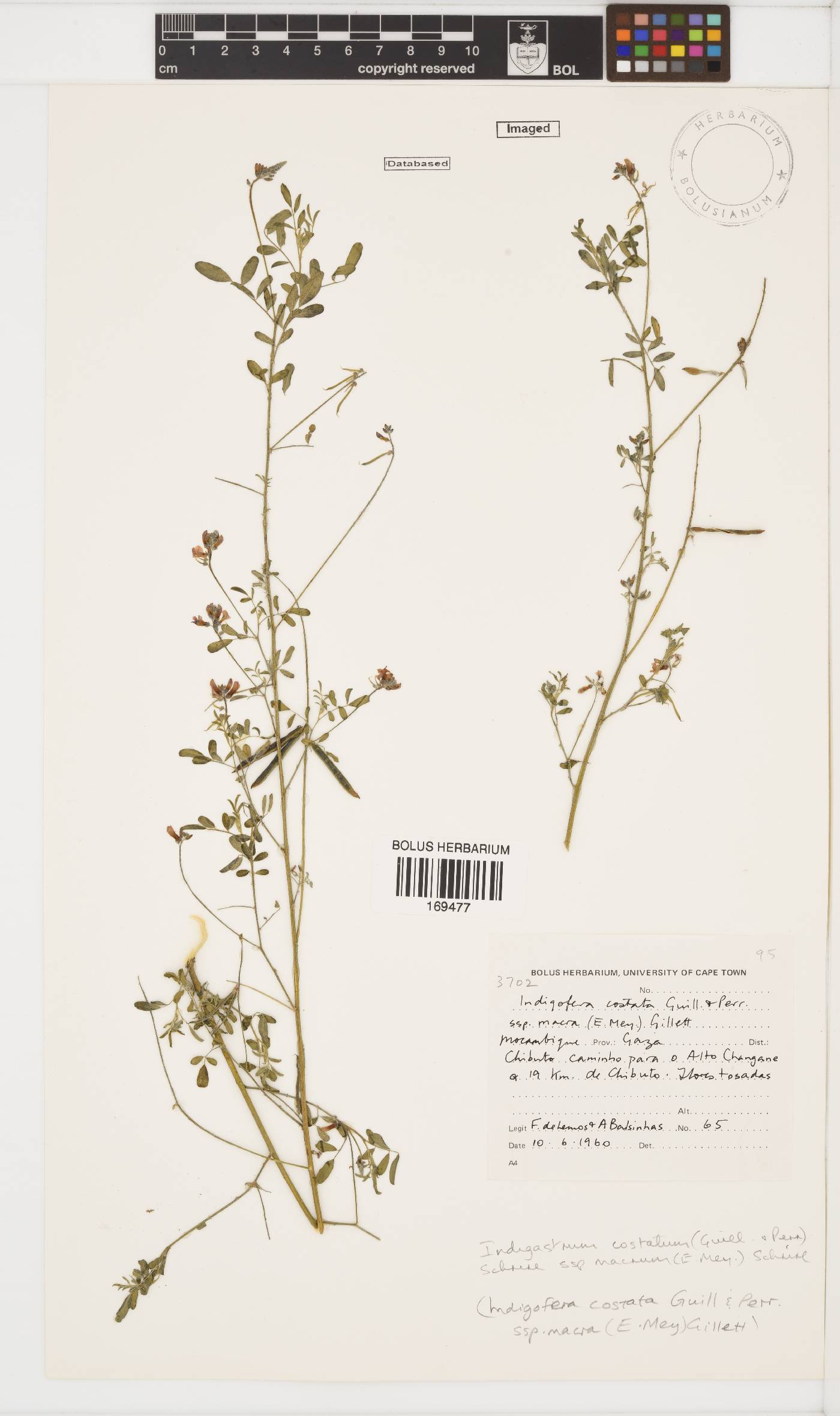 Indigastrum costatum subsp. macrum image