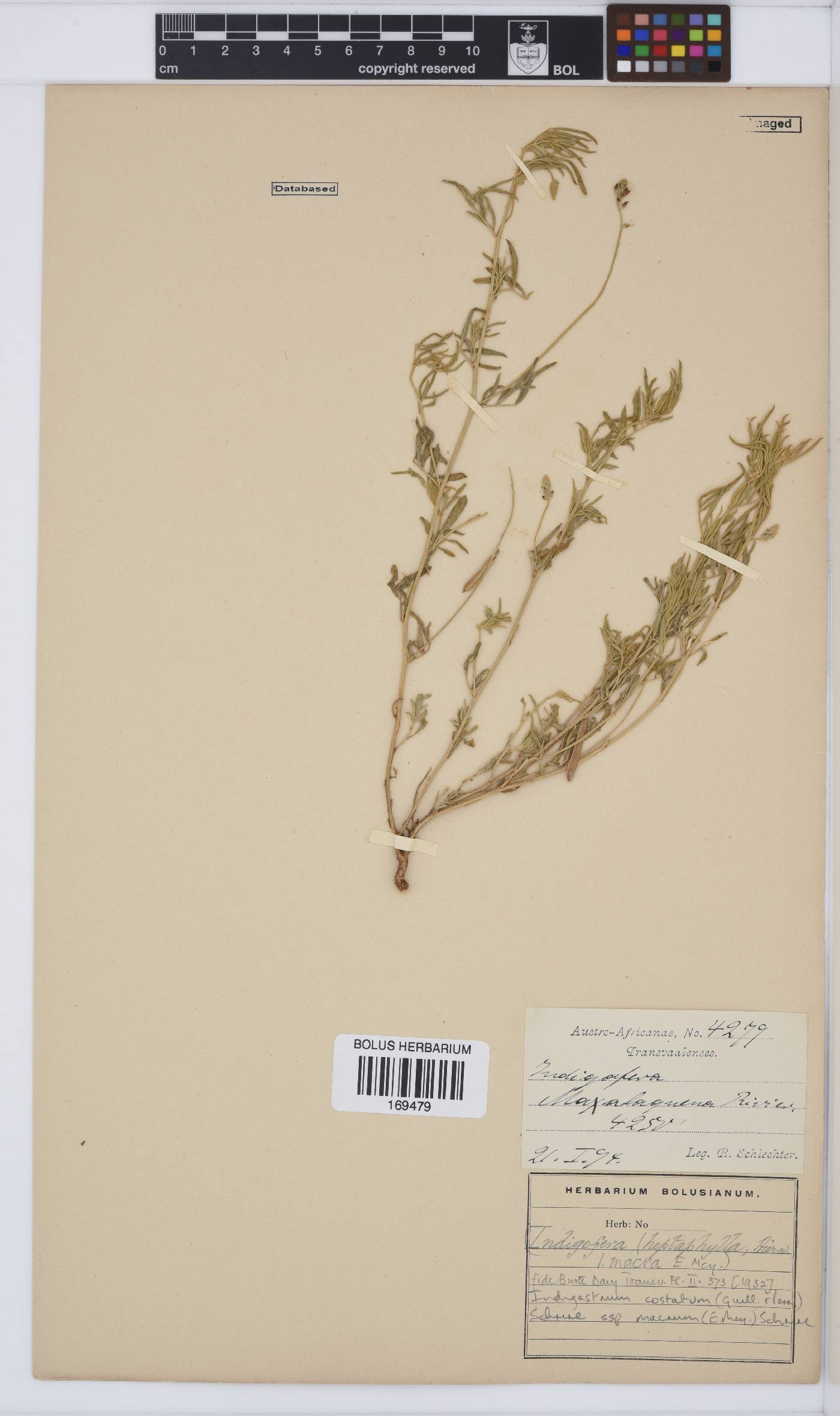 Indigastrum costatum image