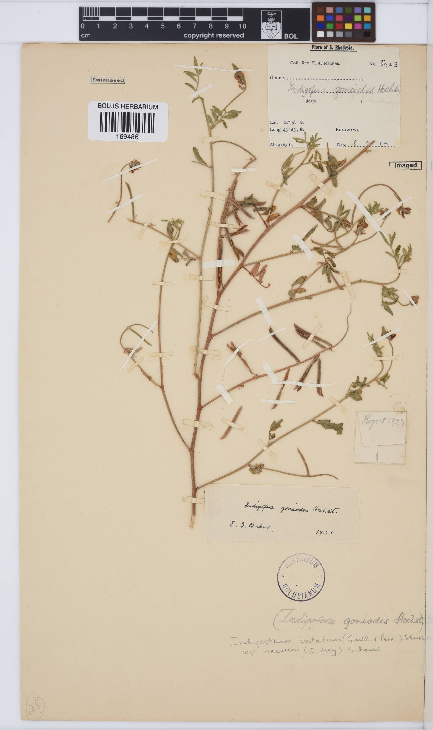Indigastrum costatum subsp. macrum image