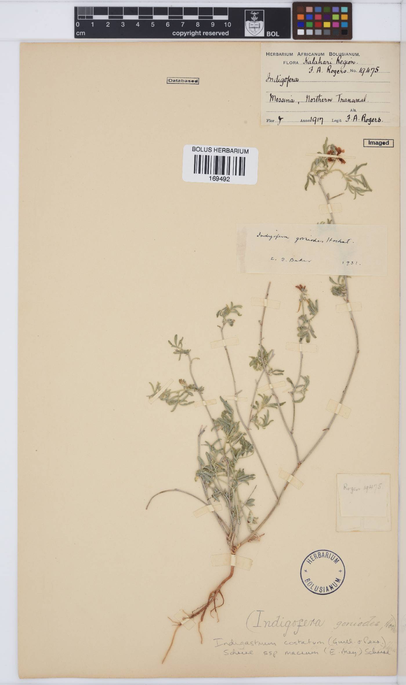 Indigastrum costatum subsp. macrum image