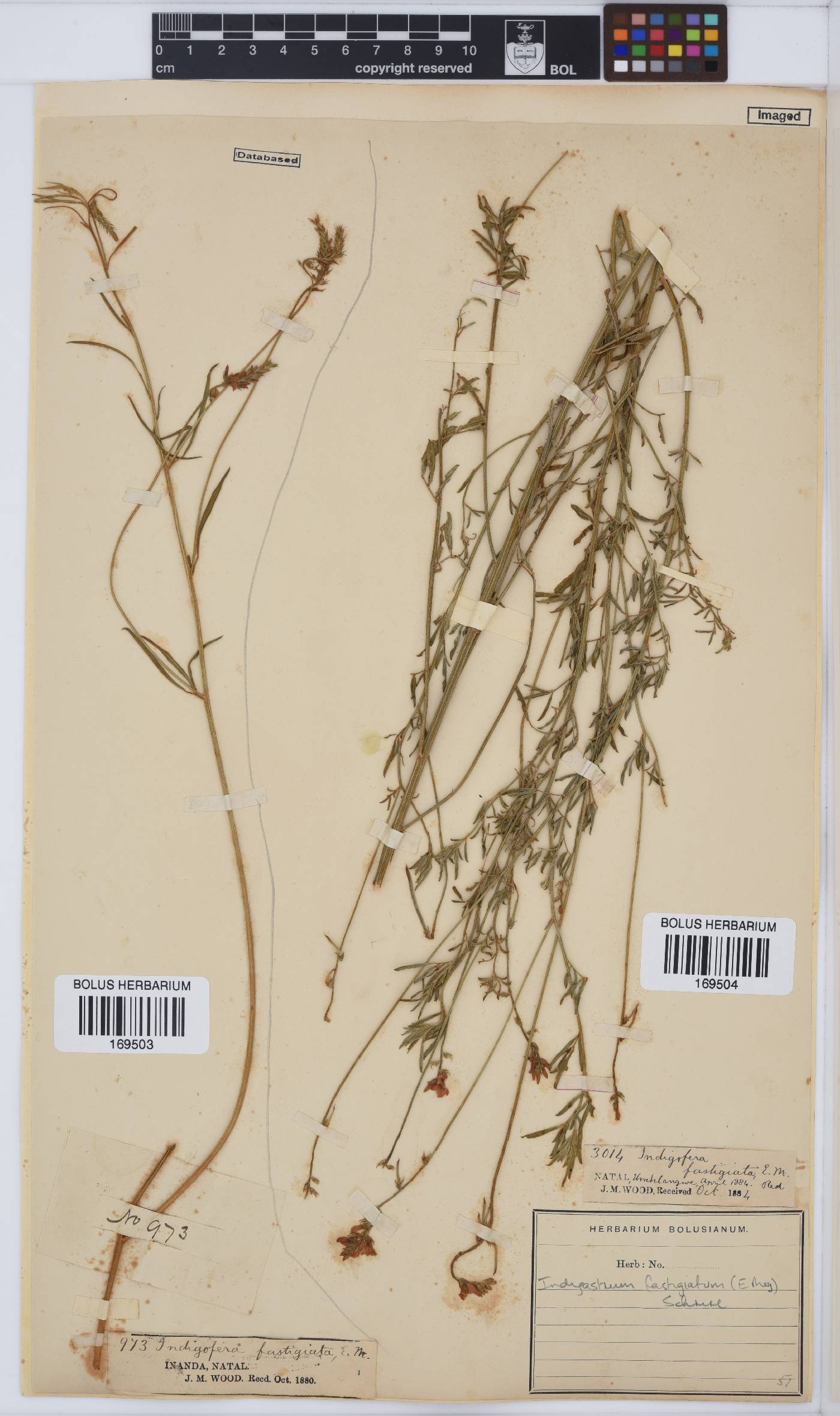Indigastrum fastigiatum image