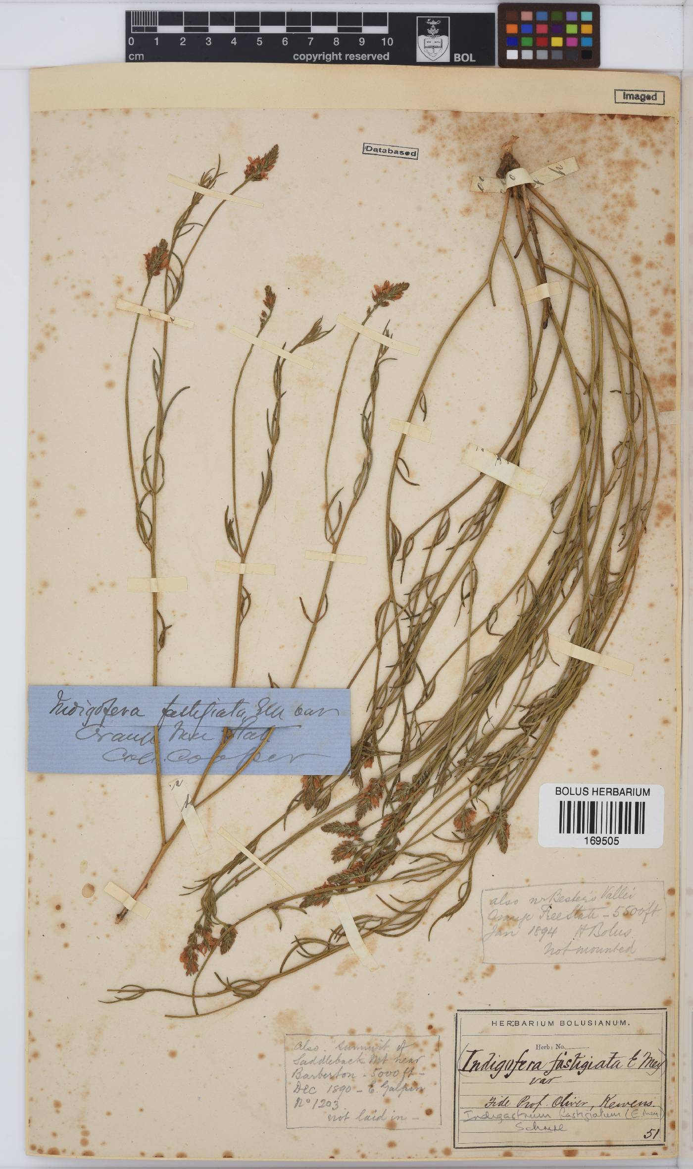 Indigastrum fastigiatum image