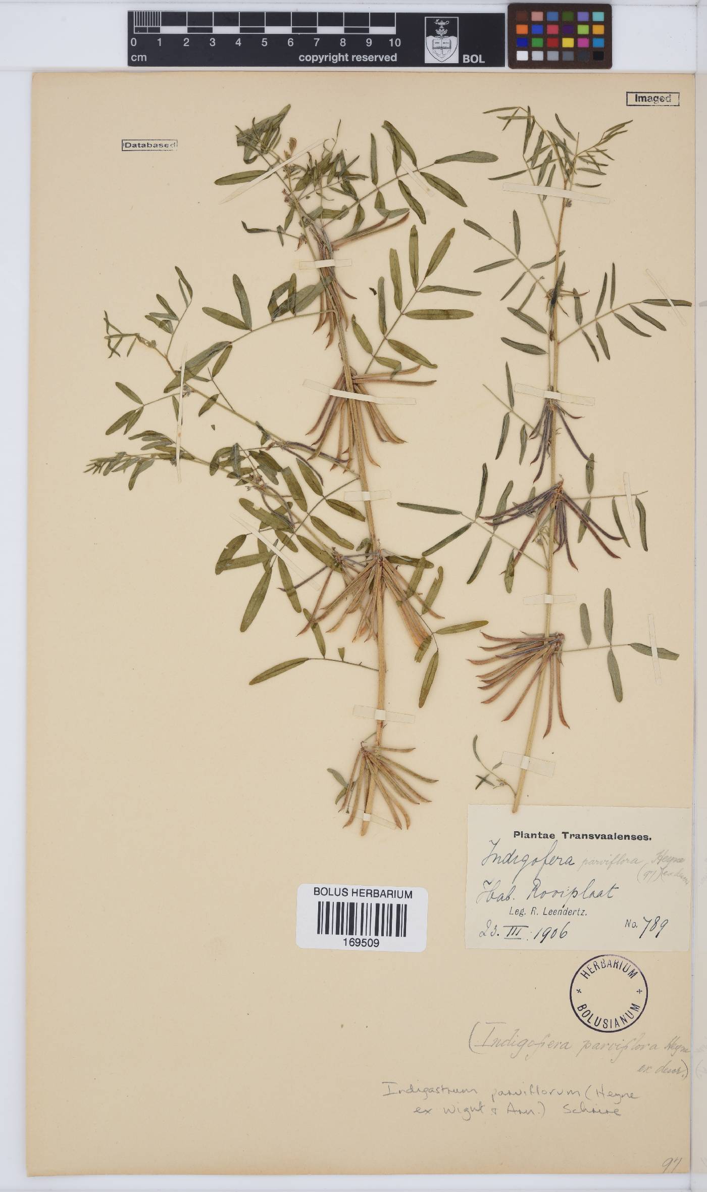 Indigastrum parviflorum image