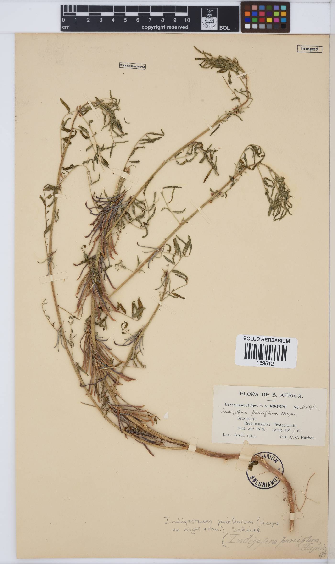 Indigastrum parviflorum image