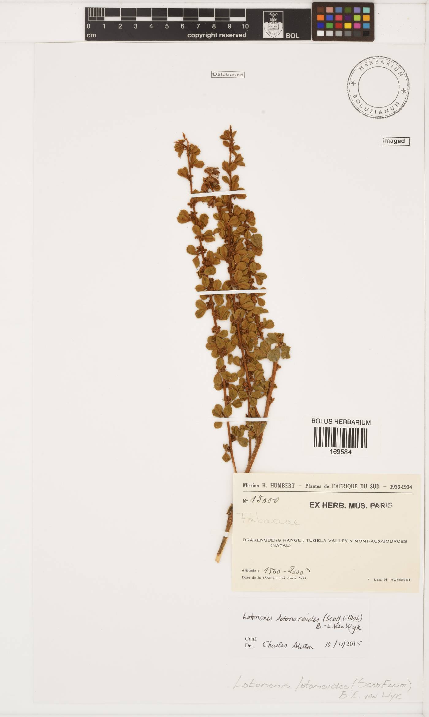 Lotononis lotononoides image