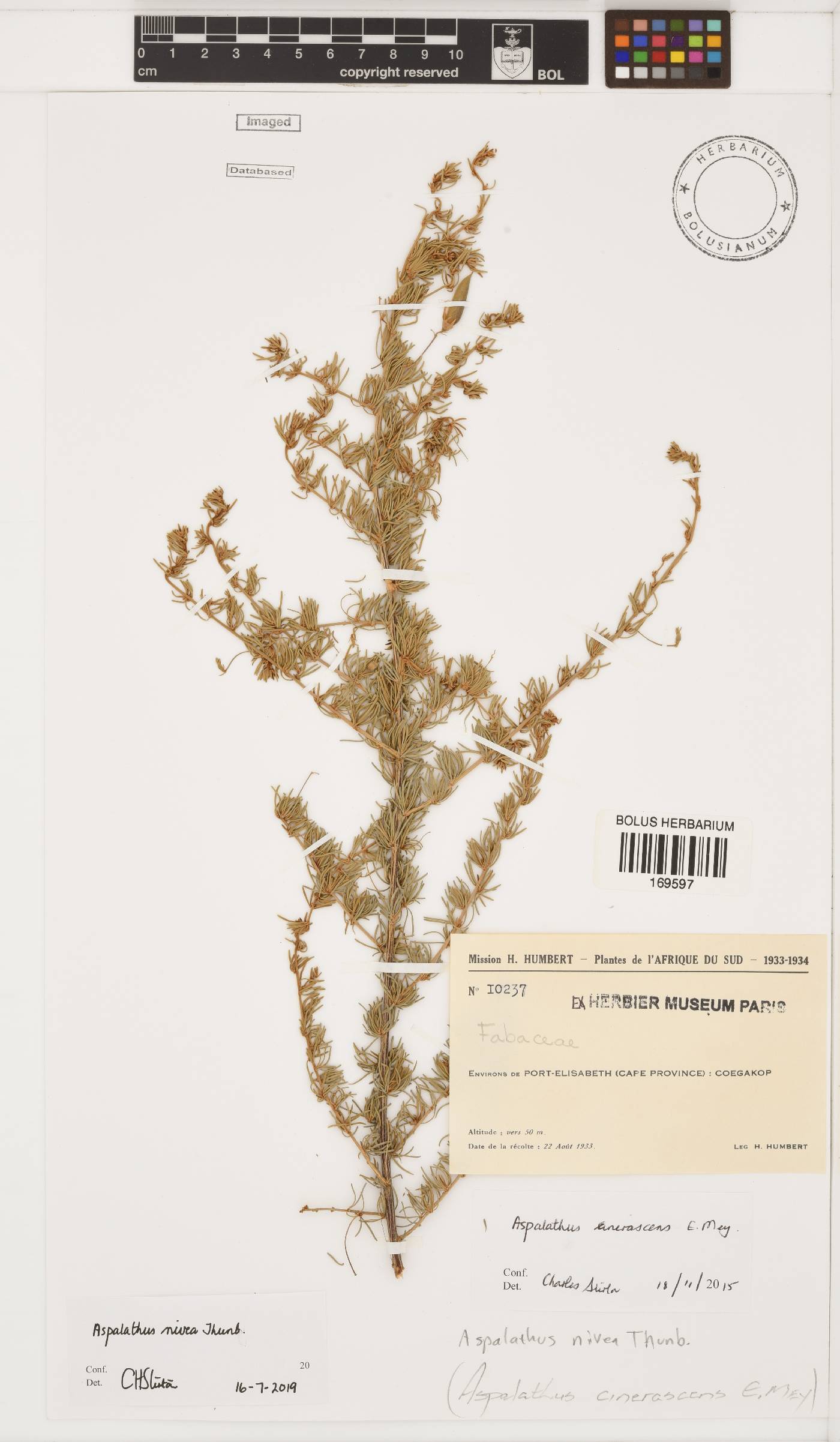 Aspalathus nivea image