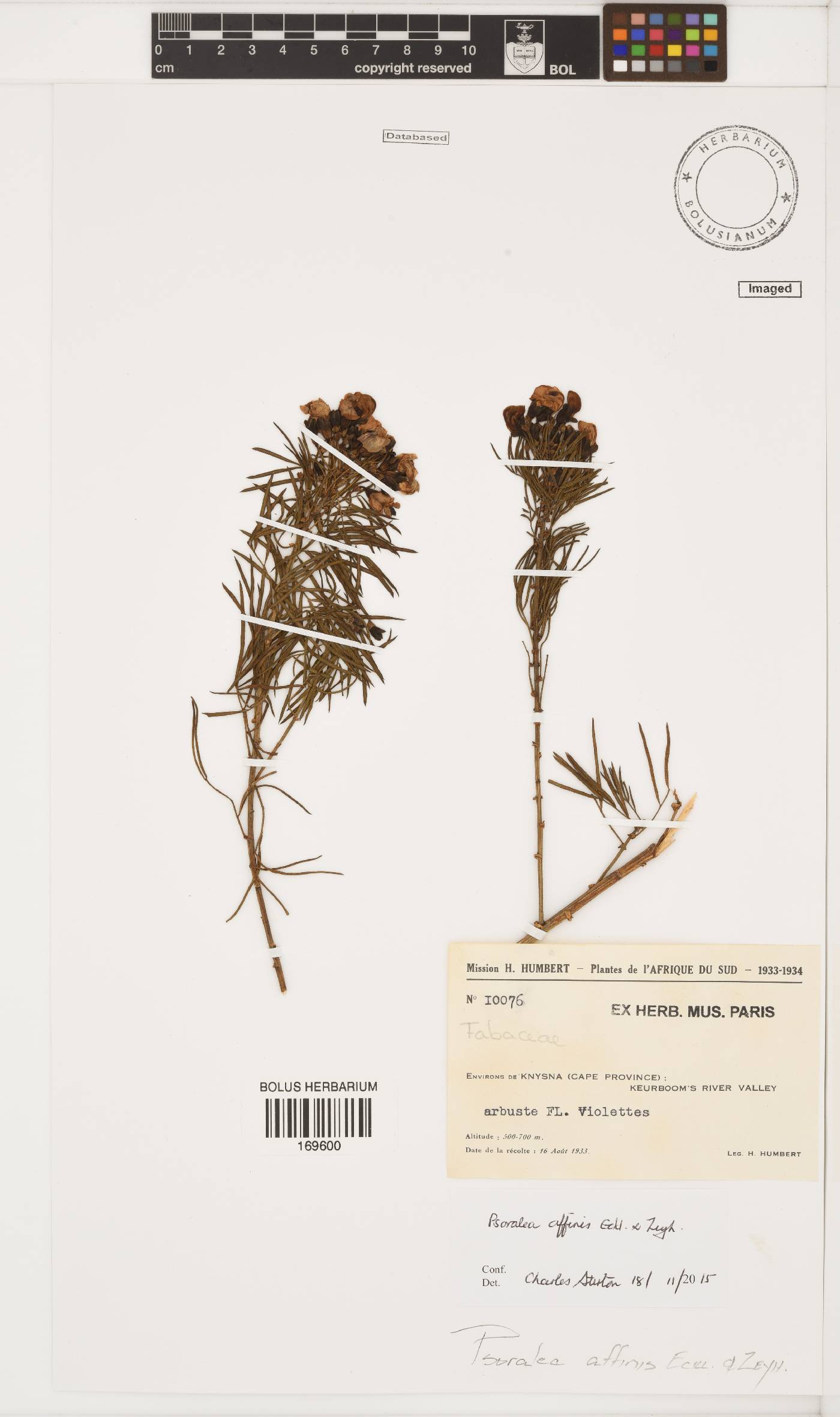 Psoralea affinis image